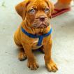 Ira, Dogo De Burdeos