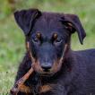 Gaston, Beauceron