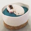 Paco, Parson Jack Russell Terrier (De Pelaje Corto - Suave)