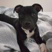 Luke, Staffordshire Bull Terrier