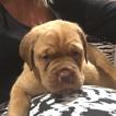 Molly, Dogo De Burdeos