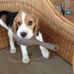 Buddy, Beagle