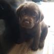 Maximus, Labrador Retriever