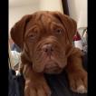 Blue, Dogue de Bordeaux