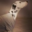 Tyler, Dalmata