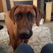 Blue, Rhodesian Ridgeback