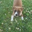 Lady, Staffordshire Bull Terrier