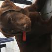 Paco, Labrador Retriever