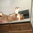 Darla, Australischer Schäferhund