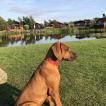 Watson Blue, Rhodesian Ridgeback