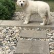 Lizzy, Golden Retriever