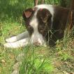Inti, Border Collie
