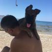 Leo, Pastor Belga Malinois