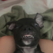 Nneka, Staffordshire Bull Terrier