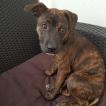 Naya, Staffordshire Bull Terrier
