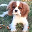 Paloma, Cavalier King Charles Spaniel
