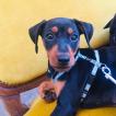 GANESH, Pinscher (Alemán)