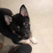 Norrin, Shiba Inu Japonés