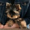 POLY, Yorkshire Terrier
