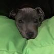 Pickles, Staffordshire Bull Terrier