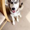 Max, Husky Siberiano