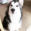 Mia, Malamute De Alaska
