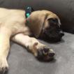 Lillie Dawn, English Dogge