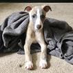 Rupert, Whippet