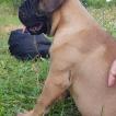 Princess-Bull XIT, Bullmastiff