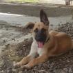 Nikita, Pastor Belga Malinois