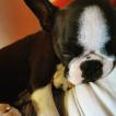 Pumba, Boston Terrier