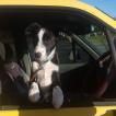 Socks, Border Collie