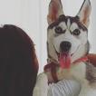 Miss Pop, Husky Siberiano