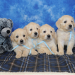 Pagan, Golden Retriever