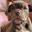 Hershey, Bulldog