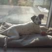Pixie, Pointer
