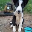 Finn, Border Collie
