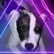 Palm, Staffordshire Bull Terrier
