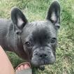 Jeffrey, Bulldog Francés