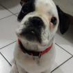 Pixel, Bulldog Francés