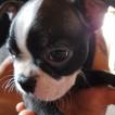 Murphy, Boston Terrier