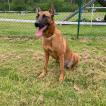 Nouchka, Pastor Belga Malinois