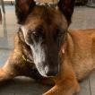 Nurdjia, Pastor Belga Malinois