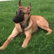 Prince, Pastor Belga Malinois