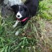 Pixel, Border Collie