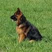 obiwan, German Shepherd Dog