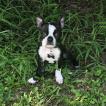 Zander, Boston Terrier