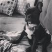 Ivory, Bulldog Francés