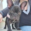 Tyna, Bouledogue francese