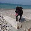 Punch, Staffordshire Bull Terrier